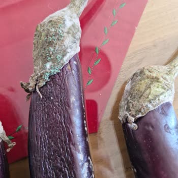 Beko Buzdolabında Sebzelik Bölmesinde Sürekli Su Birikmesi Ve Çözüm Sunulmaması