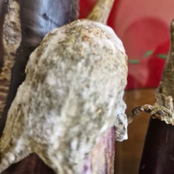 Beko Buzdolabında Sebzelik Bölmesinde Sürekli Su Birikmesi Ve Çözüm Sunulmaması