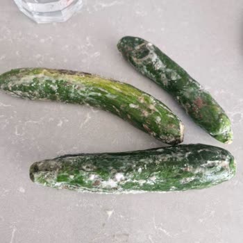 Beko Buzdolabında Sebzelik Bölmesinde Sürekli Su Birikmesi Ve Çözüm Sunulmaması