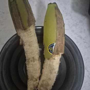 Sağlığı Tehdit Eden Bozuk Muz Ve İlgisiz Müşteri Hizmetleri