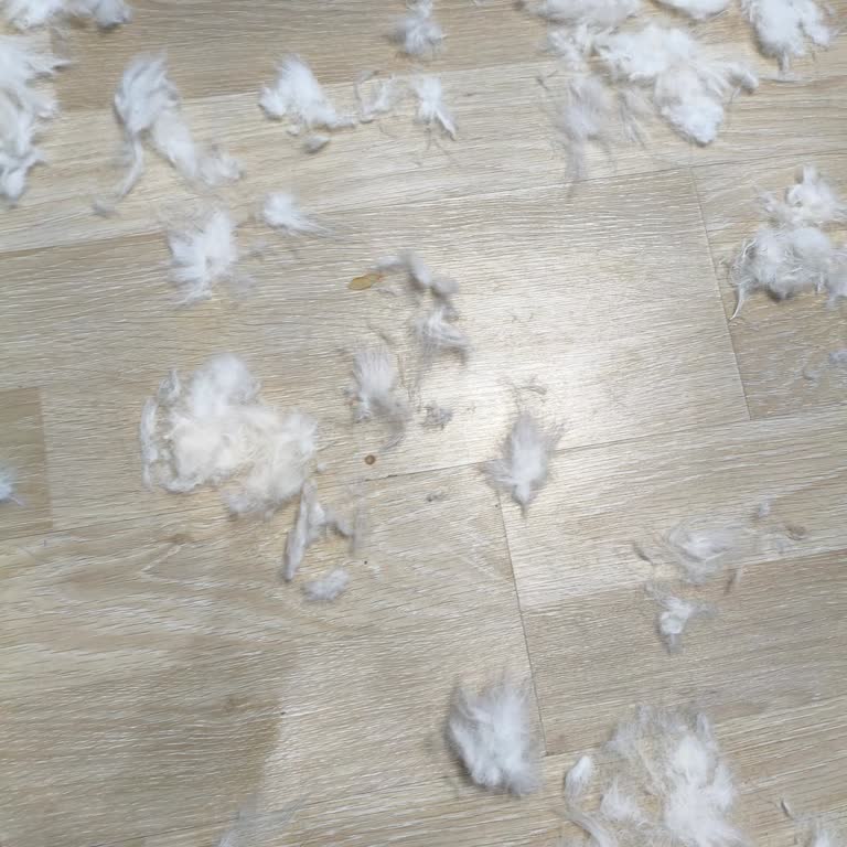 D&C Pet Kuaför Tıraş Sonrası Yaşanan Sorun