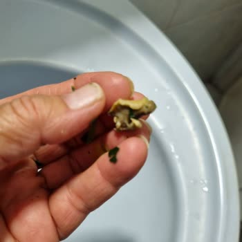 Dondurulmuş Ispanakta Salyangoz Çıktı, Bebeğimin Sağlığı Tehlikeye Girdi