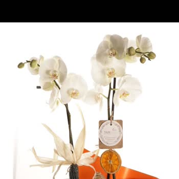 Siparişimde Solgun Orkide Gönderildi Otomatik Onayla İade Reddedildi