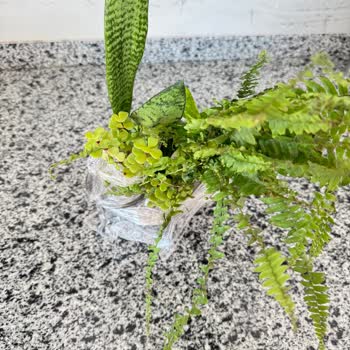 Canlı Olmayan Ve Zarar Görmüş Çiçekler İçin Çözüm Bekliyorum