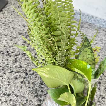 Canlı Olmayan Ve Zarar Görmüş Çiçekler İçin Çözüm Bekliyorum