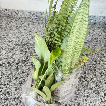 Canlı Olmayan Ve Zarar Görmüş Çiçekler İçin Çözüm Bekliyorum