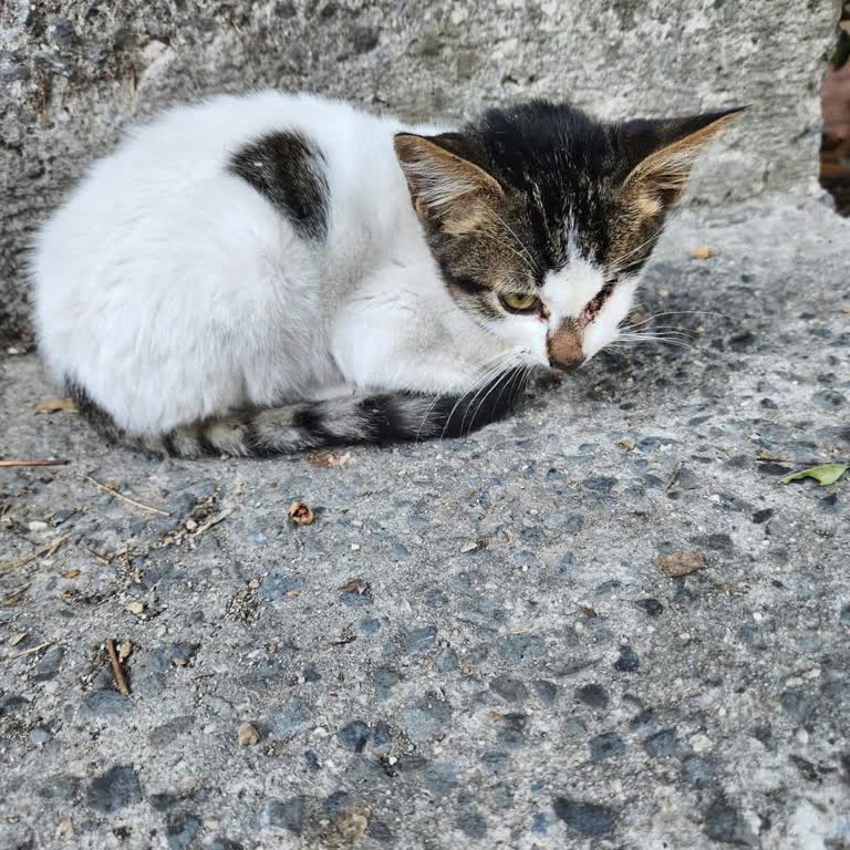 Tedavisi Tamamlanmadan Bırakılan Sokak Kedisi Hayatını Kaybetti: Sorumluluk Ve Açıklama Bekliyorum