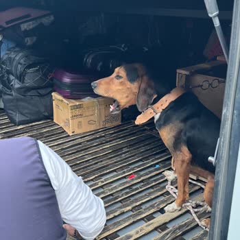 Kamil Koç Otobüsünde Valizim Köpek Tarafından Parçalandı, Mağduriyetim Giderilmiyor