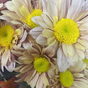 Yanlış Çiçek Ve Vazo Gönderimi Nedeniyle Mağduriyet