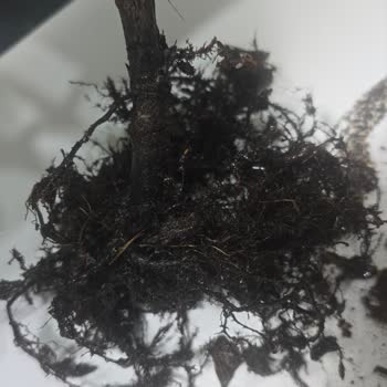 Çürük Ve Sağlıksız Bitki Gönderildi Satıcı Çözüm Sunmadı