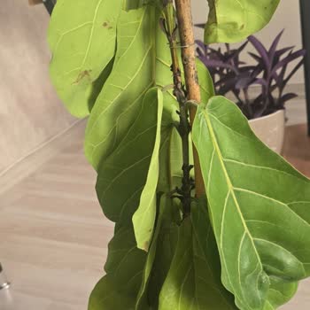 Çürük Ve Sağlıksız Bitki Gönderildi Satıcı Çözüm Sunmadı