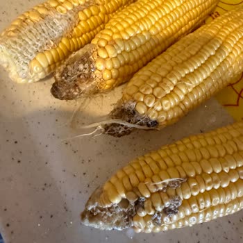 Migros Sanal Marketten Gelen Çürük Ve Böcekli Mısırlar Mağduriyet Yaşattı