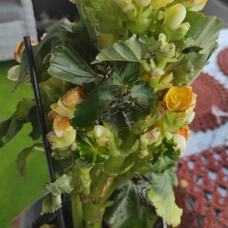 Fidan Botanik Çiçeklerim Hep Solmuş Kurumuş Sararmış