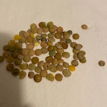 Migros'tan Aldığım Yeşil Mercimekte Böcek Şoku!