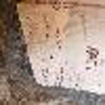 Alz Garden Aldığım Yaban Mersini Fidanları Sağlıksız Ve Eksik Yaşta Geldi, İletişim Yok