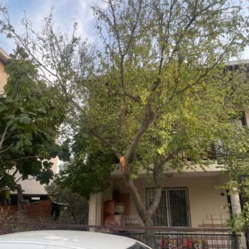 Doğalgaz Çalışmasında İzinsiz Ağaç Dalı Kesildi Mağduriyet Yaşadık