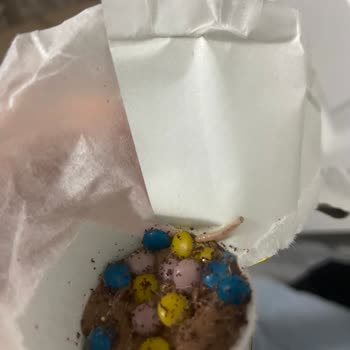 Aldığım Çikolata Ürününden Kurt Çıkması Ve Gıda Güvenliği Endişesi