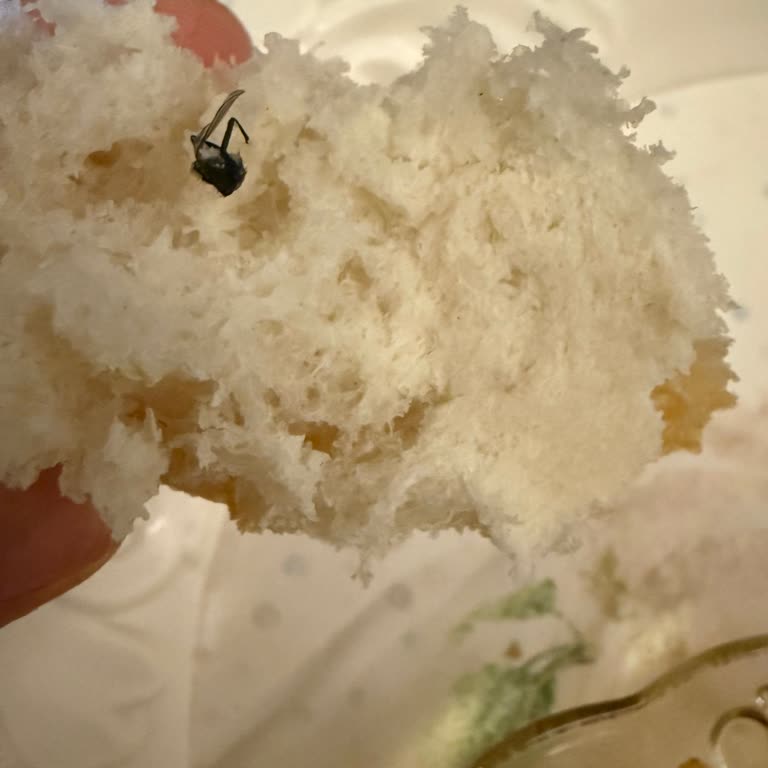 Siparişimde Ekmekten Sinek Çıktı Hijyen Ve Müşteri Hizmetleri Mağduriyeti Yaşadım