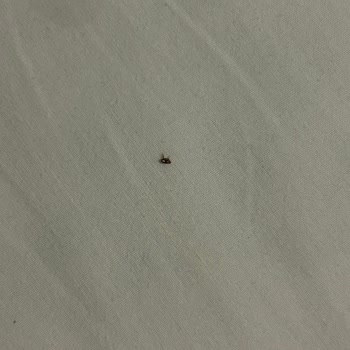 Otel Odasında Pire Ve Hijyen Sorunu Bebeğimi Mağdur Etti, Çözüm Sunulmadı