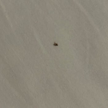 Otel Odasında Pire Ve Hijyen Sorunu Bebeğimi Mağdur Etti, Çözüm Sunulmadı