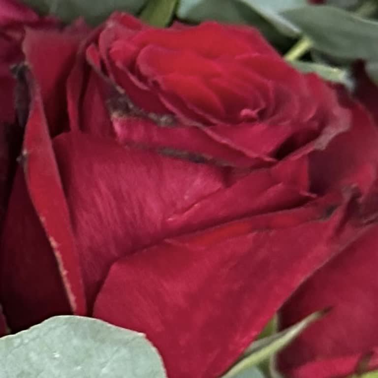 Teslim Edilen Solgun Ve Farklı Çiçekler İçin Çözüm Sunulmadı