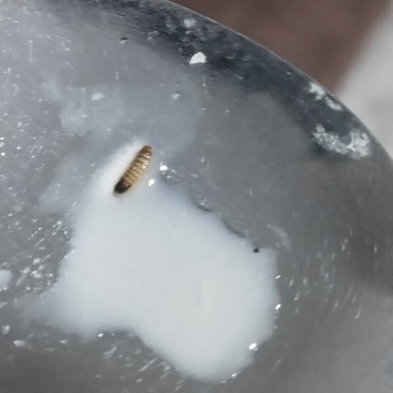 Noodle İçerisinden Tırtıl Ve Böcek Çıkması Nedeniyle Hijyen Şikayeti