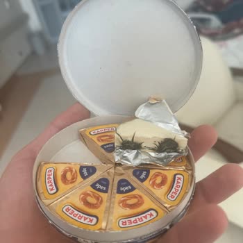 Son Kullanma Tarihi Geçmemiş Üründe Küf Oluşumu Ve Hayal Kırıklığı