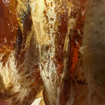 File Market'ten Aldığım Hurmada Böcek Ve Kurt Çıktı, Sağlık Riski Yaşadım