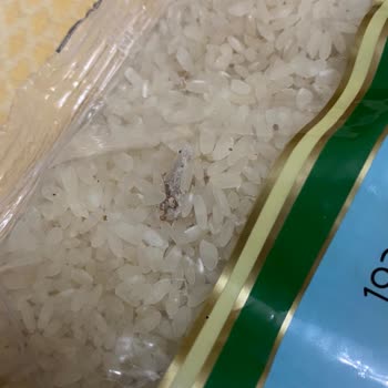 Duru Pirinçte Böcek Çıkması Nedeniyle Hayal Kırıklığı Ve Çözüm Beklentisi