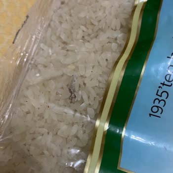 Duru Pirinçte Böcek Çıkması Nedeniyle Hayal Kırıklığı Ve Çözüm Beklentisi