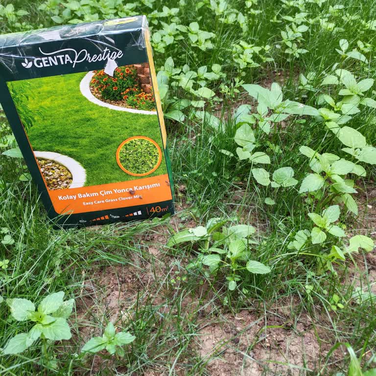 Bauhaus Genta Tohumda Sorun