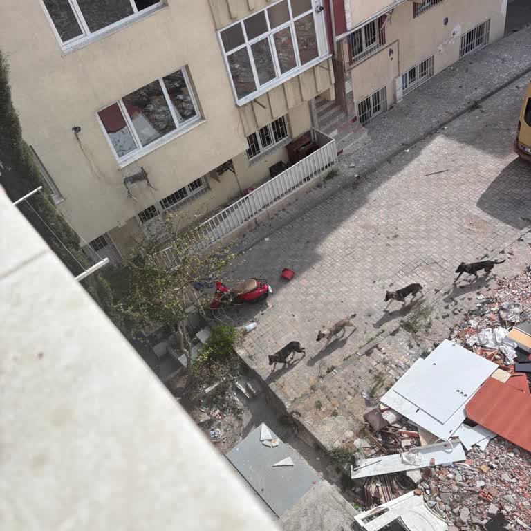 Başıboş Köpekler Nedeniyle Mahallede Güvenlik Endişesi