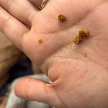 Kedi Mamasında Plastik Parçası Şoku: Endişe Ve Açıklama Bekliyorum