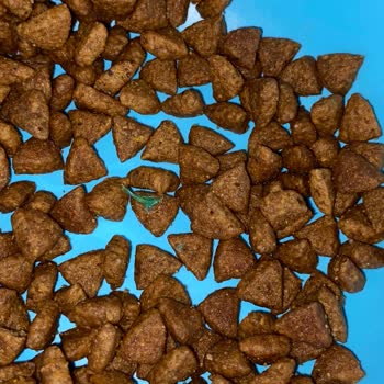 Pro Plan Small Mini Adult, comida para perros contiene plástico