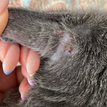 Pro Plan Sterilizado de Pavo causó alergia y heridas en mi gato