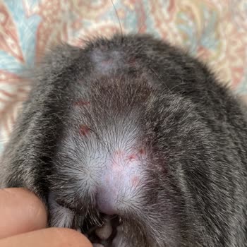 Pro Plan Sterilizado de Pavo causó alergia y heridas en mi gato