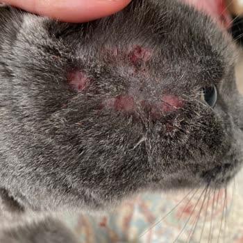Pro Plan Sterilizado de Pavo causó alergia y heridas en mi gato