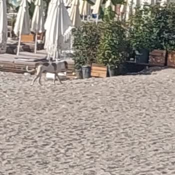 Konyaaltı Sahili'nde Başıboş Köpek Sorunu Çözülmüyor