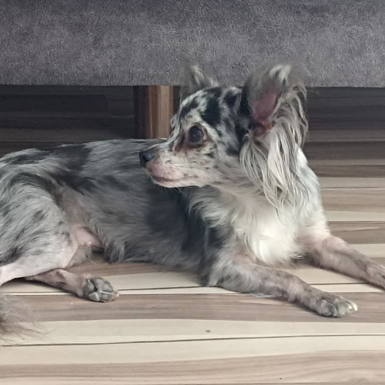 Eskişehir Büyükşehir Belediyesi Evcil Hayvan Yasağı Yüzünden Eskişehir Ziyaretimiz Yarım Kaldı