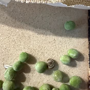 Dondurulmuş Bezelye Paketinden Yabancı Cisim Çıkması Ve Gıda Güvenliği Endişesi