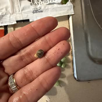 Dondurulmuş Bezelye Paketinden Yabancı Cisim Çıkması Ve Gıda Güvenliği Endişesi