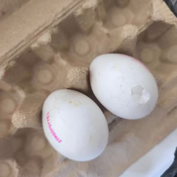 Bozuk Ve Çürük Ürünlerle Mağdur Edildim, Çözüm Bekliyorum