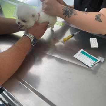 Satın Aldığımız Köpek Hem Yanlış Cins Hem De Sağlık Sorunlu Çıktı