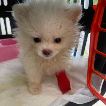 Satın Aldığımız Köpek Hem Yanlış Cins Hem De Sağlık Sorunlu Çıktı