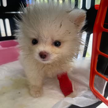 Satın Aldığımız Köpek Hem Yanlış Cins Hem De Sağlık Sorunlu Çıktı