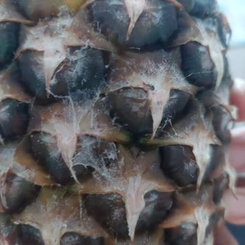 Getir Market'ten Bozuk Ürün Ve Ücret İadesi Yapılmıyor