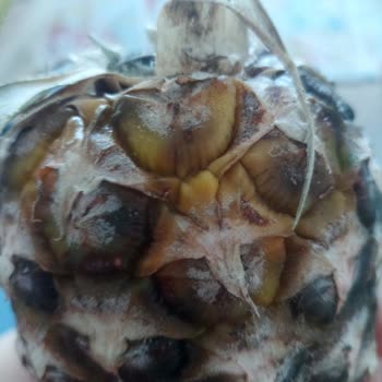 Getir Market'ten Bozuk Ürün Ve Ücret İadesi Yapılmıyor