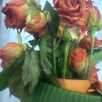 Sipariş Edilen Çiçekler Görseldekinden Küçük Ve Cansız Geldi İade İstiyorum