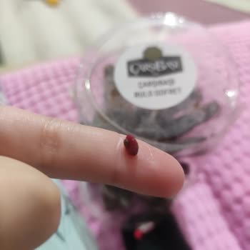 Rulo Gofretin İçinden Taş Çıkması Güvenimi Zedeledi