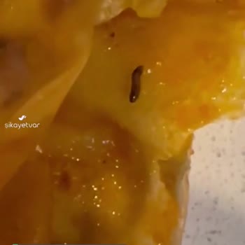 Kaya Çiftliği Kuru Dolmadan Kurt Çıktı